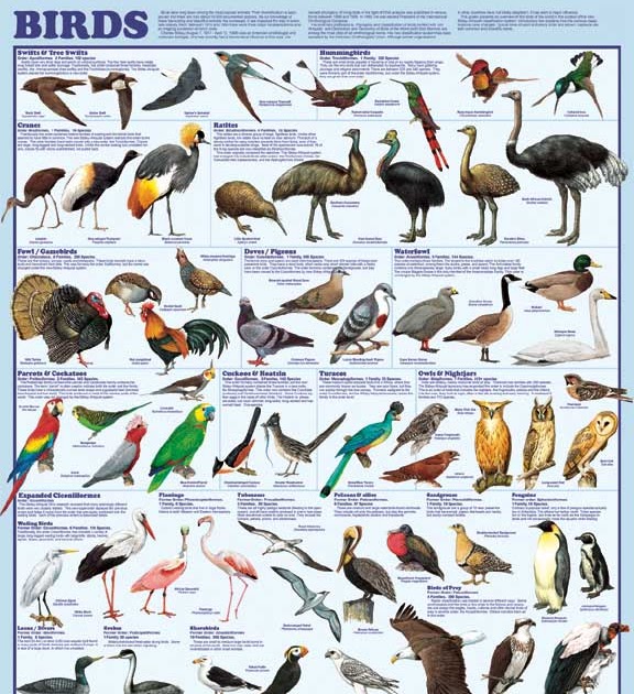 Facts.....Did you know? Bird facts