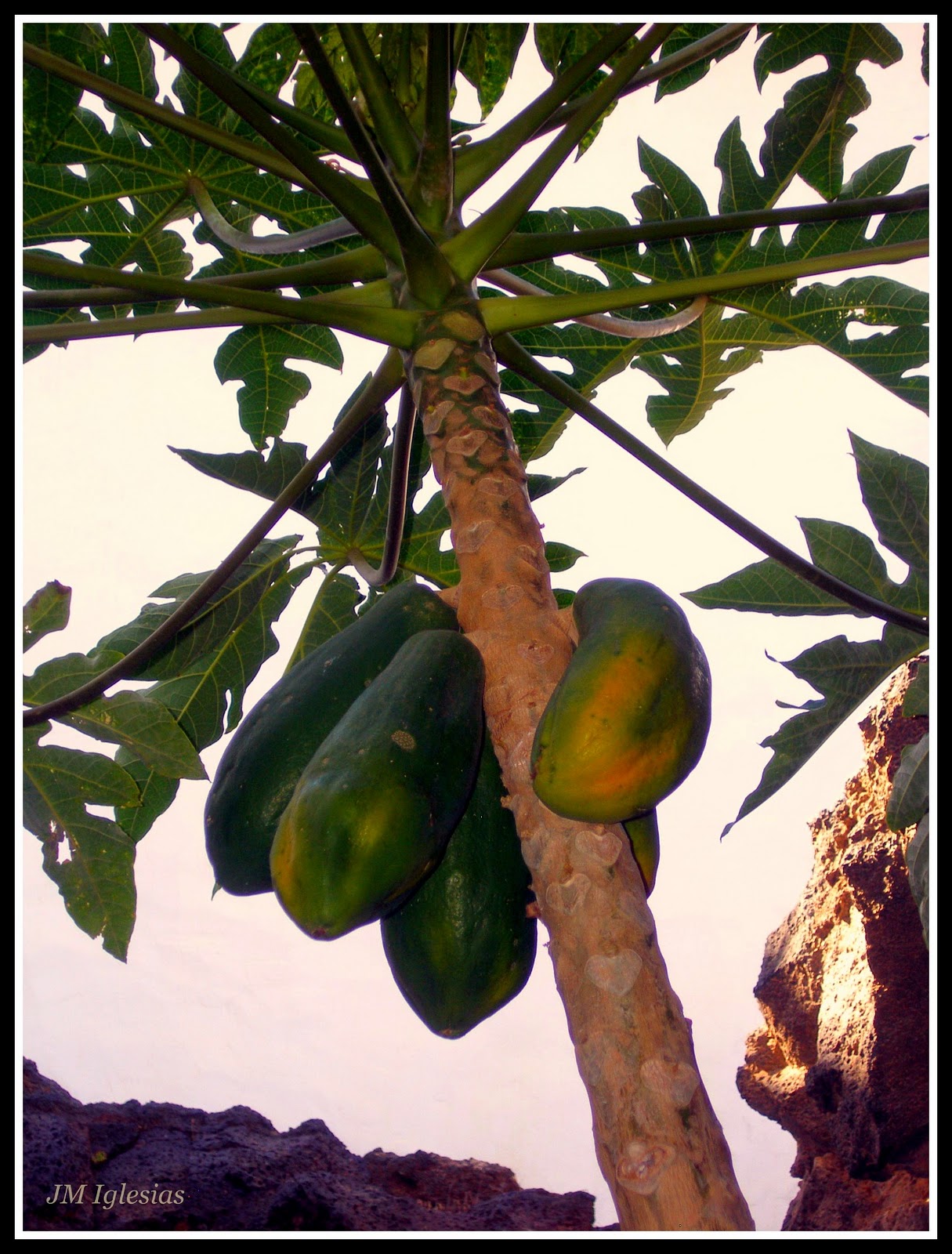 jmir Papayas