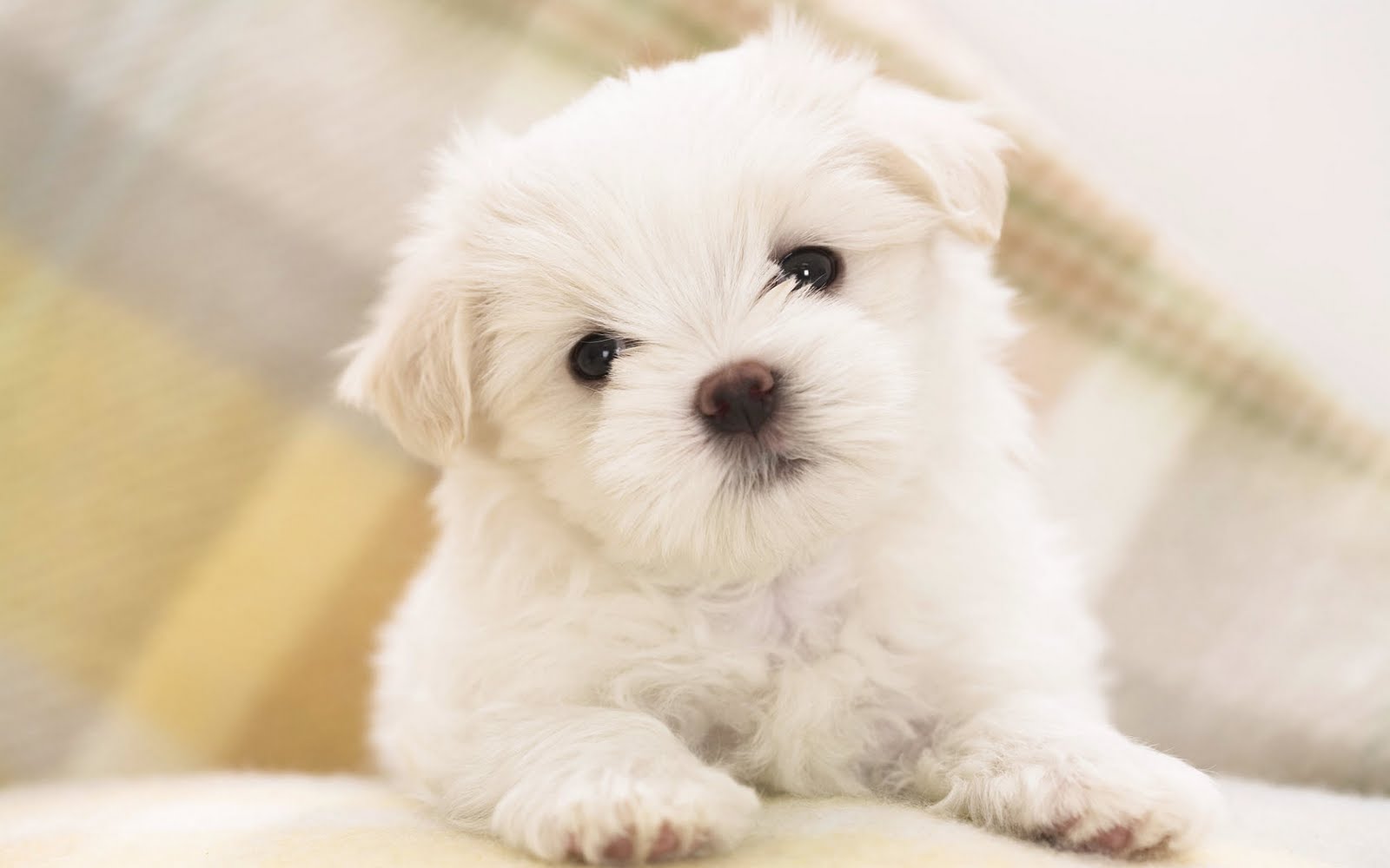 Beautiful Puppies Wallpapers