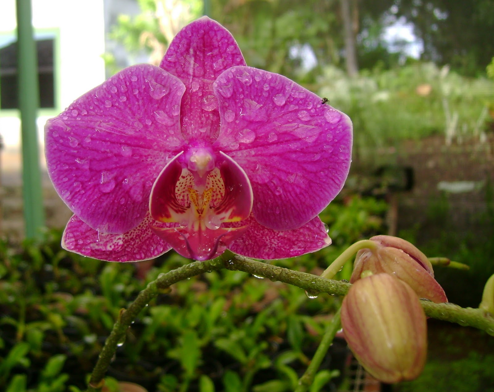 " Singhasari Orchid": Morfologi tanaman Anggrek