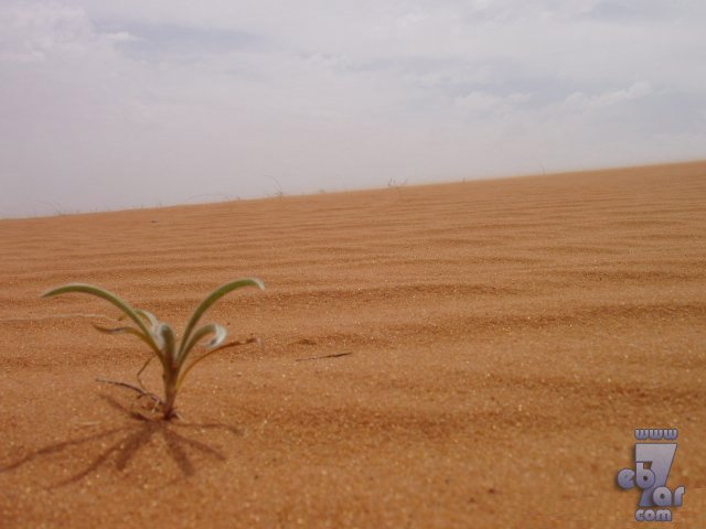 احسب حسابك صور عن التصحر