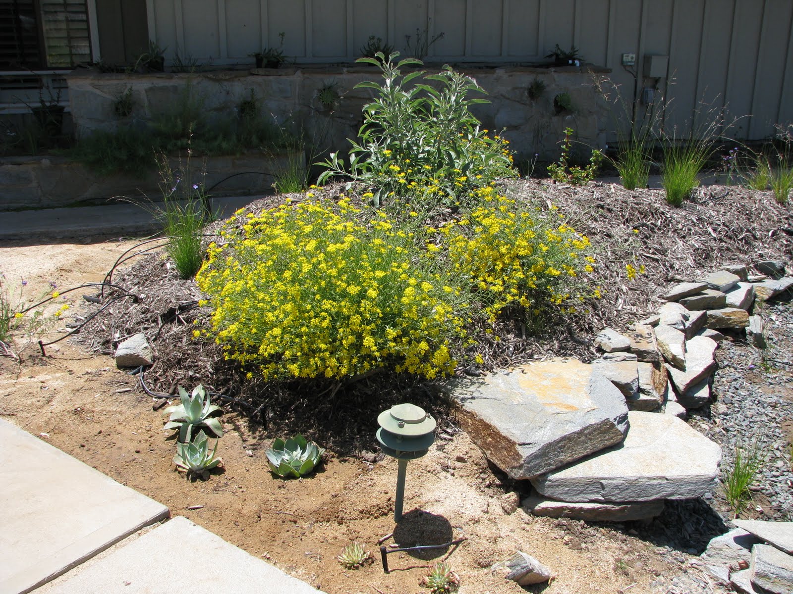 Back to Natives Portfolio Newport Beach Garden in Spring
