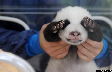 [Baby+panda!.jpg]