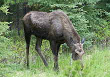 A Moose!