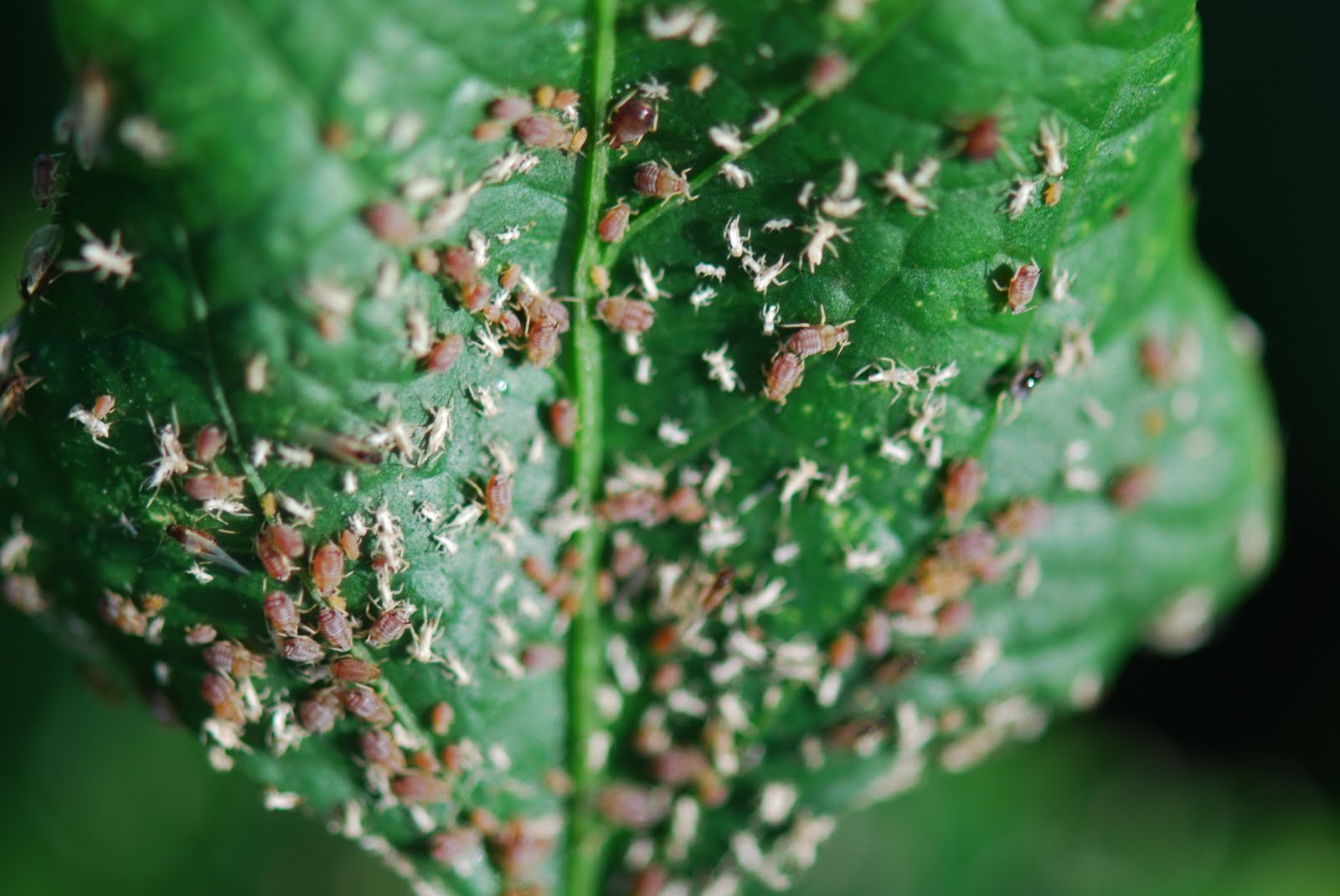 TOMATO WORLD Aphids (in a friend's garden)