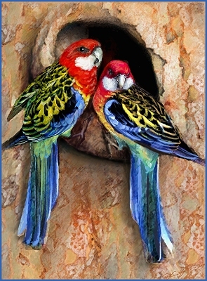 Rosella Birds Australia