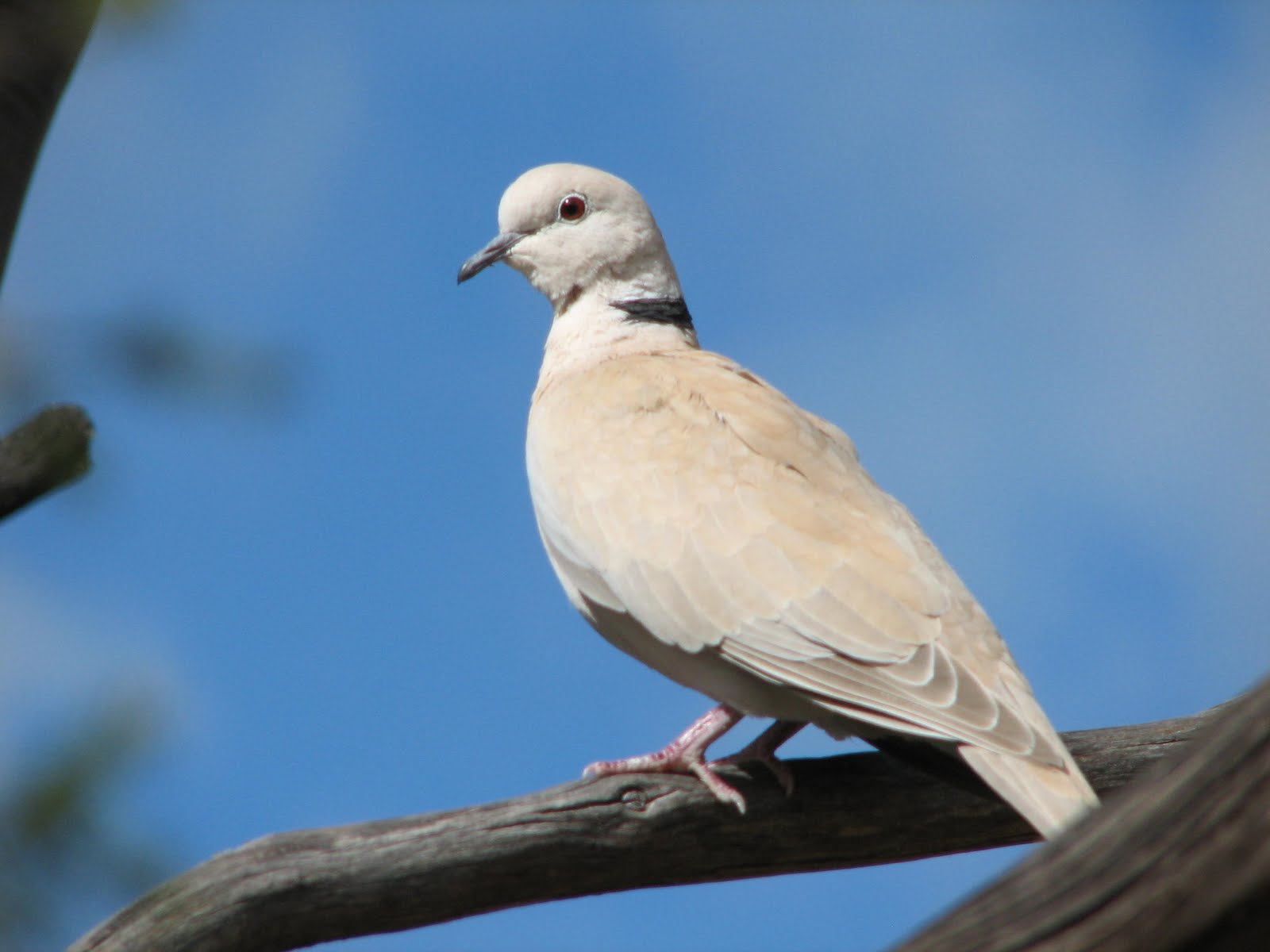 Trevor's Twitchings of Australian Birds Barbary Dove