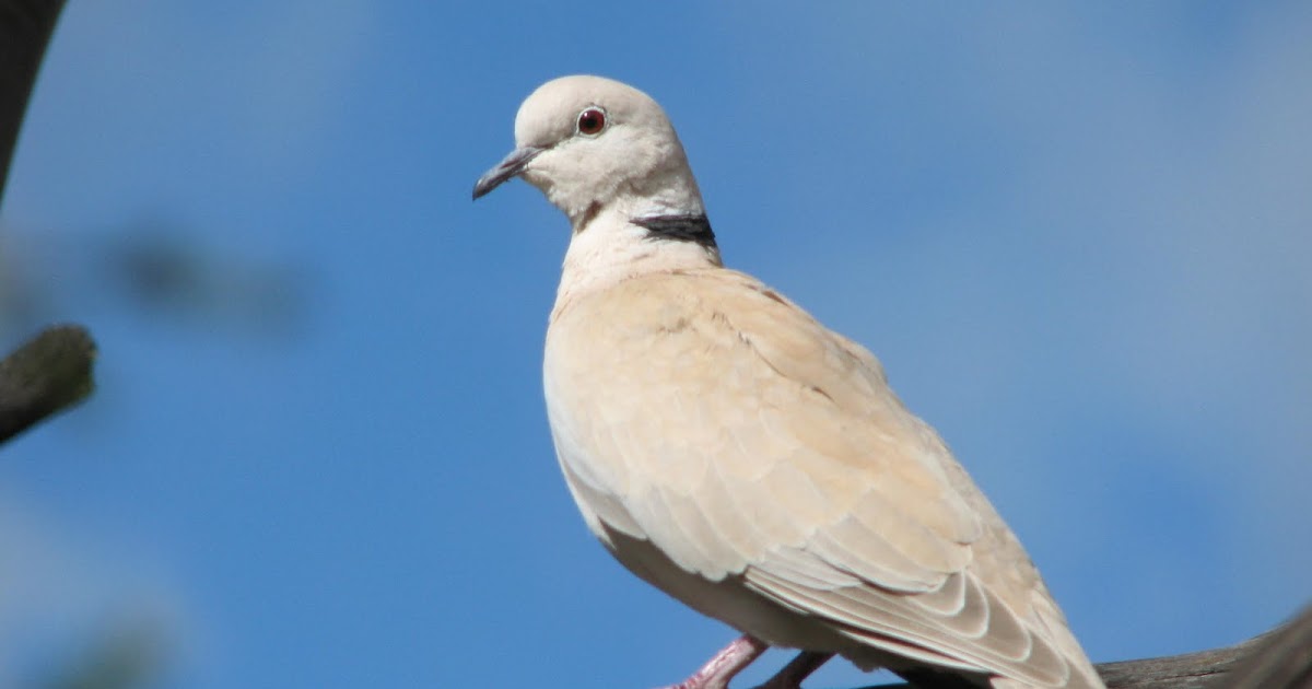 Trevor's Twitchings of Australian Birds Barbary Dove