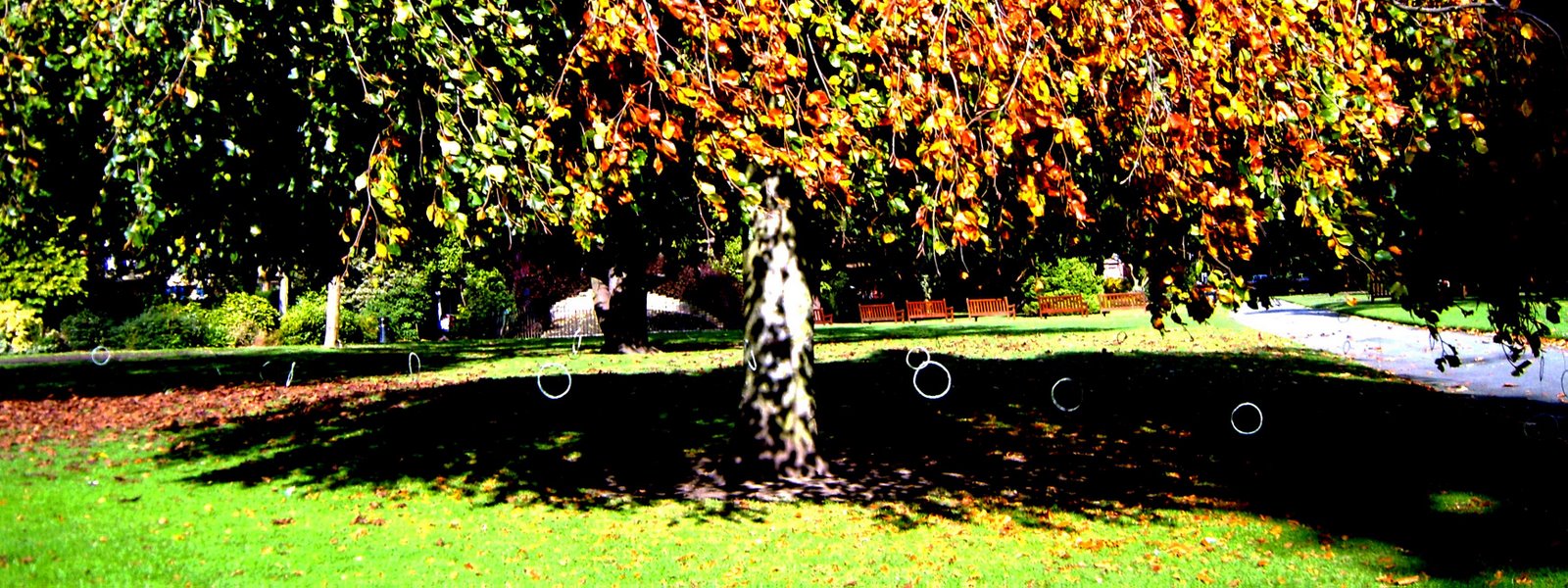 [Magic+Tree+2.jpg]