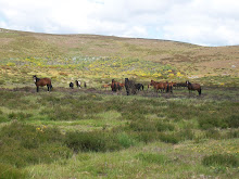 Os cabalos
