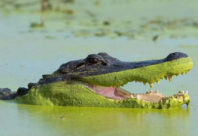 [*alligator+with+algae.png]