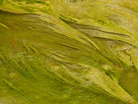 [*intro_algae.jpg]