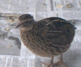 All About Quail Semua Tentang Puyuh Apa Itu Puyuh What Is Quail