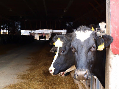 CVPS Cow Power Program For production of Electricity<br />