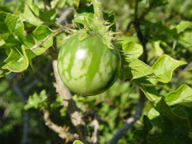 Rebenta boi ( solanum capsicoides), Planta da família das S…
