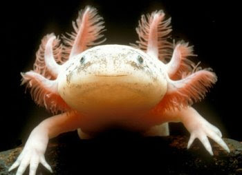 Mexican Walking Fish