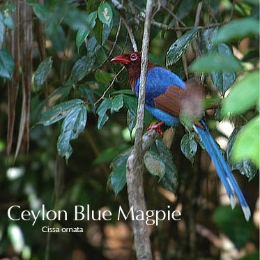 endemic animals of sri lanka: Endemic Birds of Sri Lanka