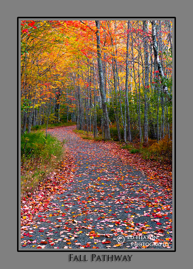 Fall Pathway