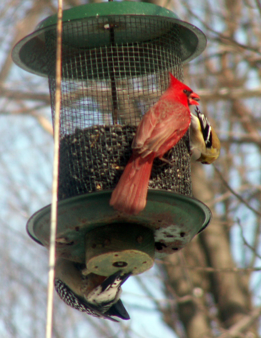 [birdfeeder.jpg]