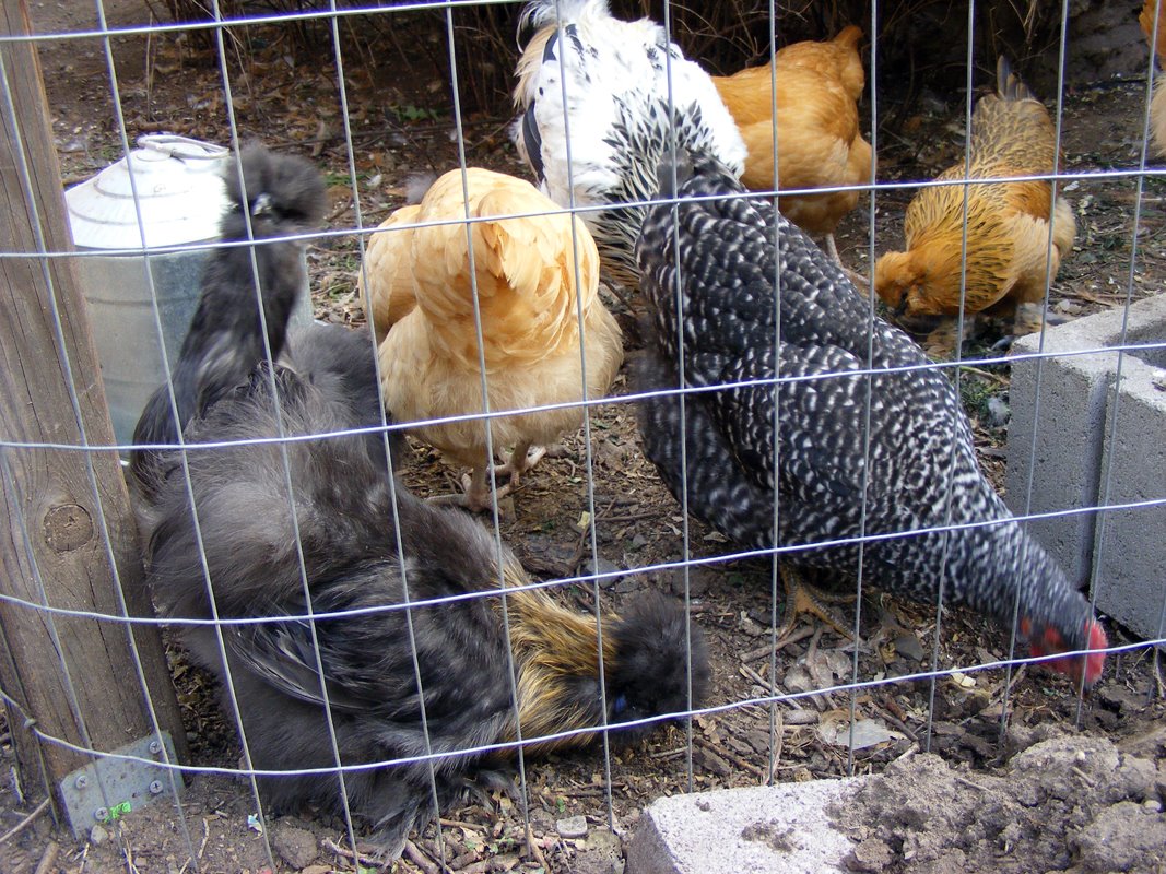 [18wkssilkieroo.jpg]