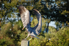 Brown Pelican