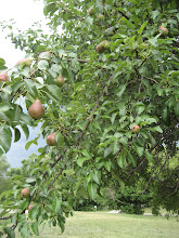 Pear tree