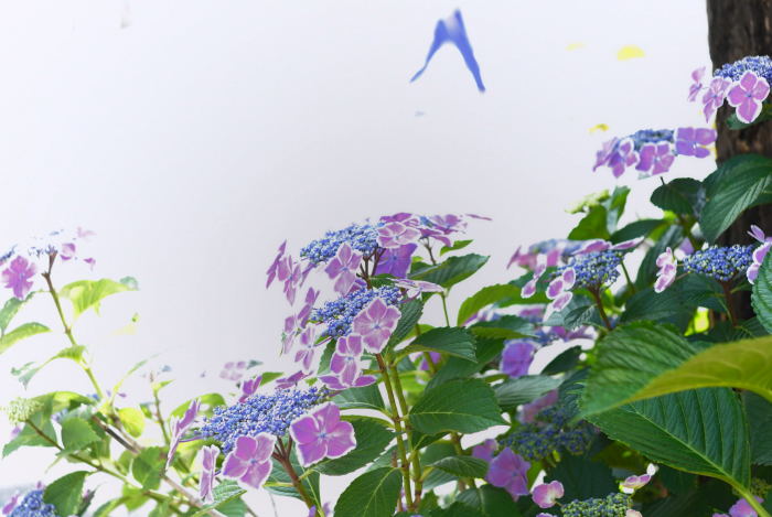 [hydrangea+.JPG]