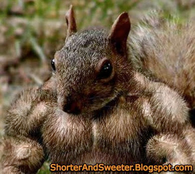 Awesome Squirrel