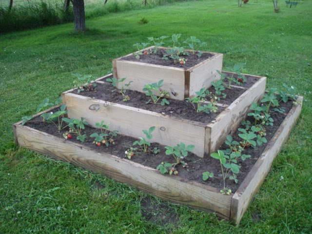 Van Wie Variety: Raised Strawberry Bed