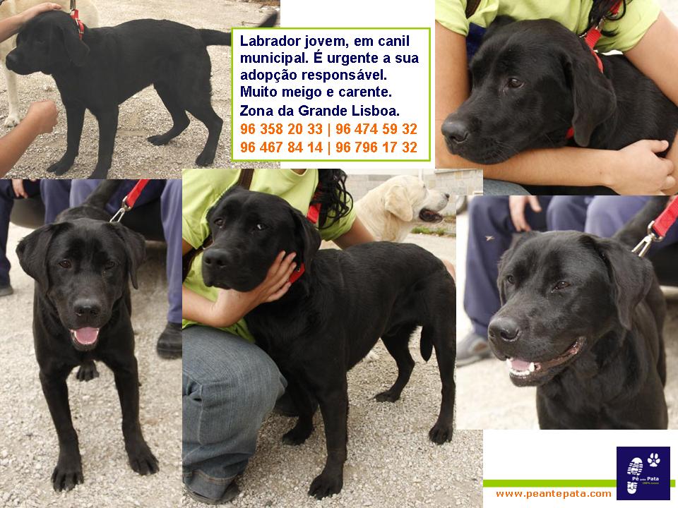 [57765471-labrador_canil.jpg]