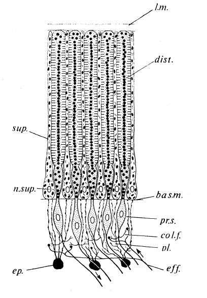 Octopus Eye Diagram