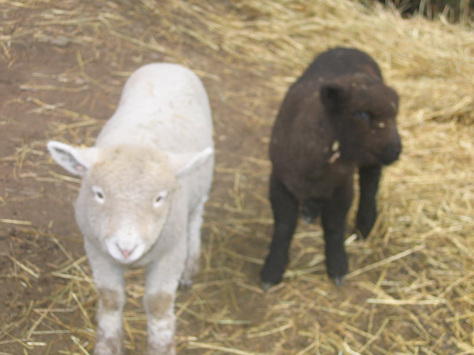Coon Hollow Farm Olde English Babydoll Southdown Lambs for sale