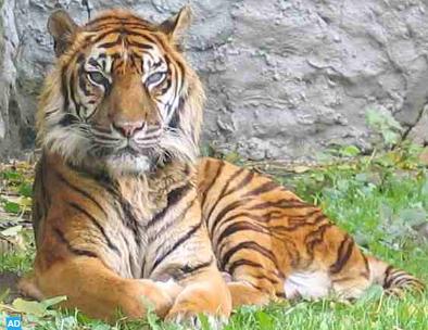 Beast+tiger