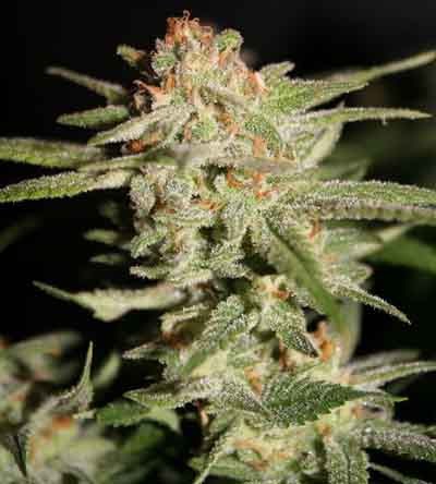 Buds Keygen Buds Keygen