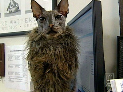 ugly cat contest. World Ugliest Cat ever - The