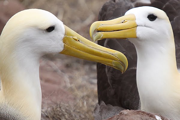 [GI_2009_Esp-albatross.jpg]