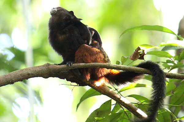 [PU_2009-7.2_tamarin.jpg]