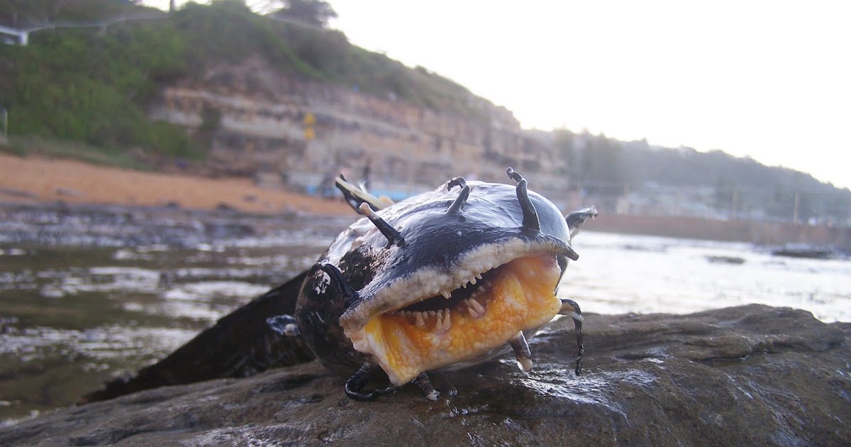 Little Australia: The Venomous Saltwater Catfish