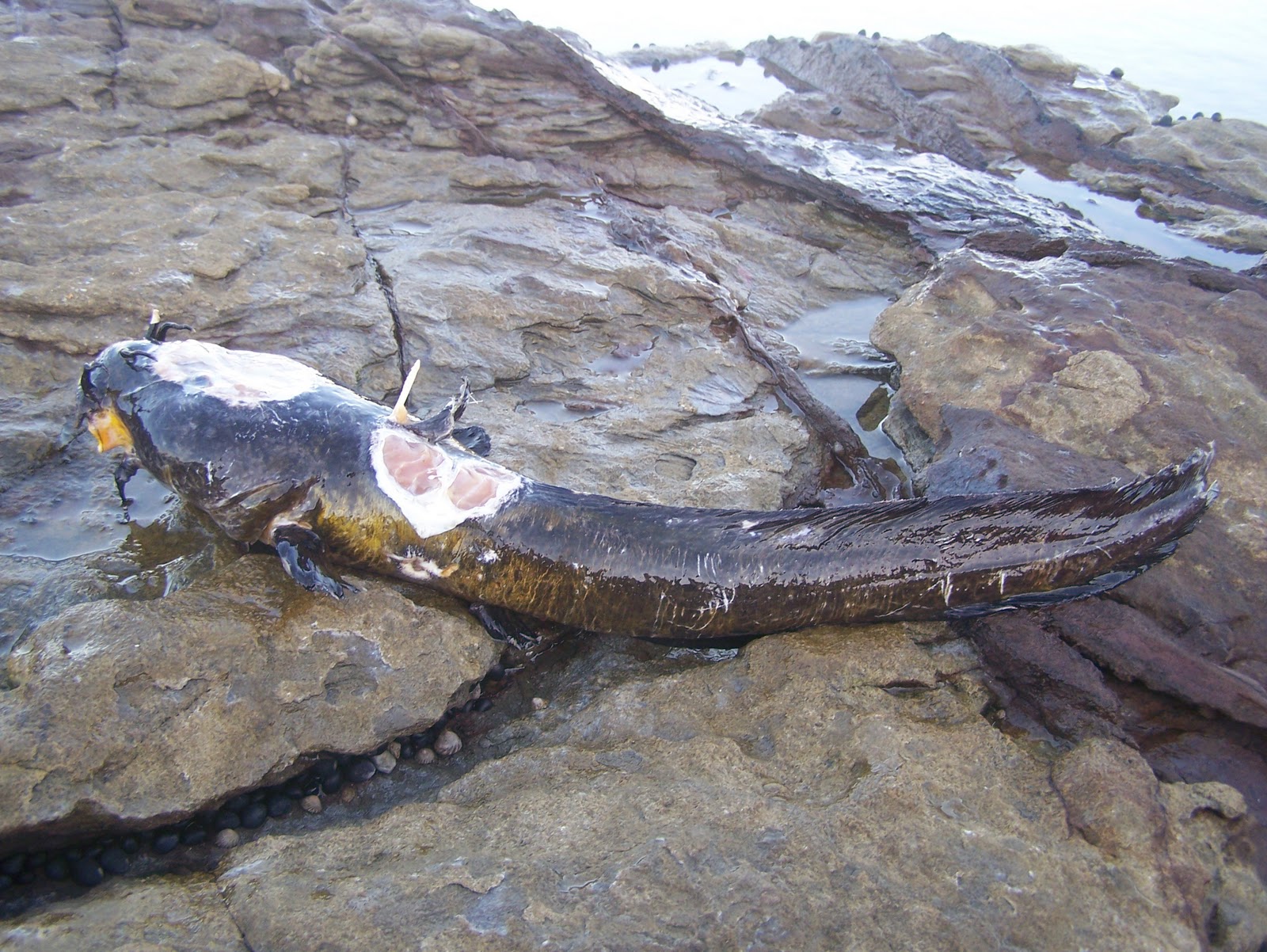 Little Australia The Venomous Saltwater Catfish