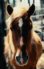 WILD HORSES ON SHACKELFORD BANKS