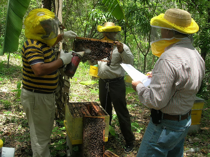 Inspección de la colmena