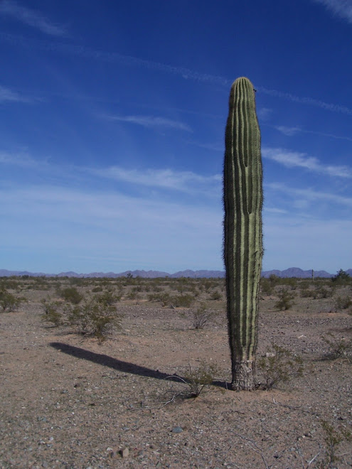 The Same Saguaro