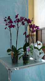 As nossas Phalaenopsis