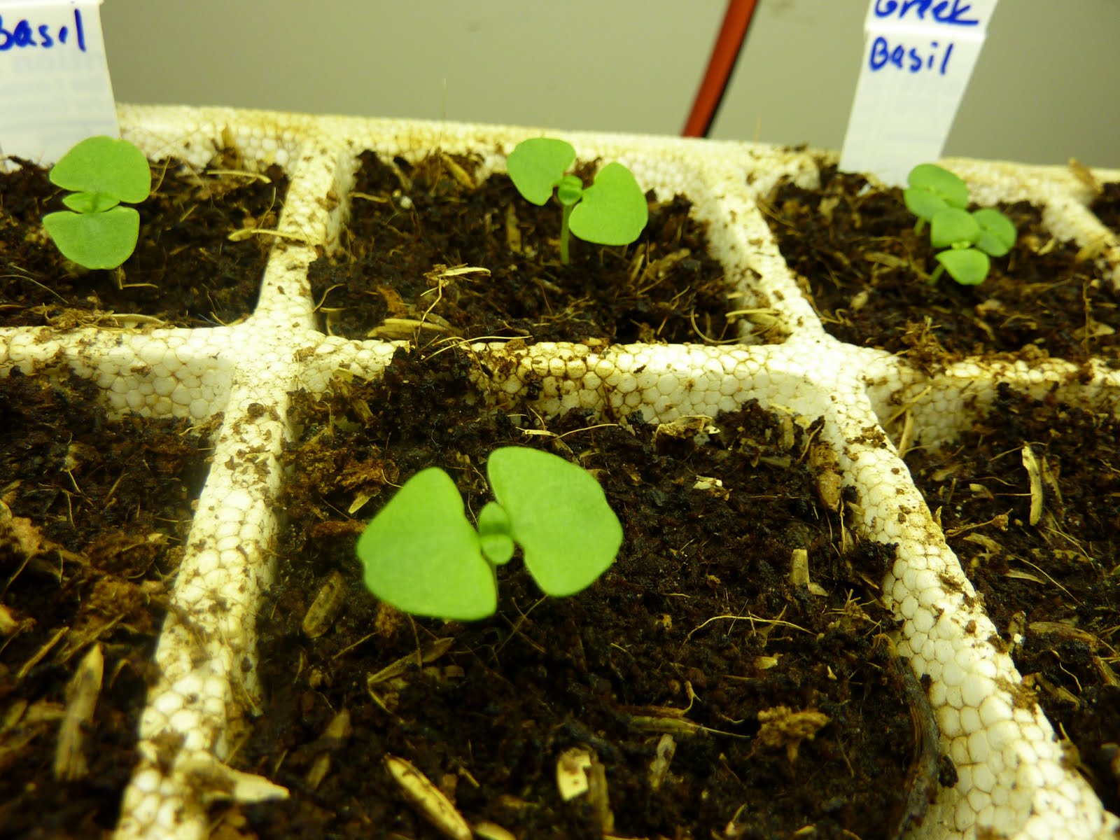 Grow It Eat It Baaaaby plants