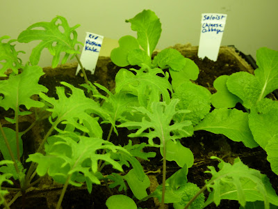 kale seedlings kale seedlings