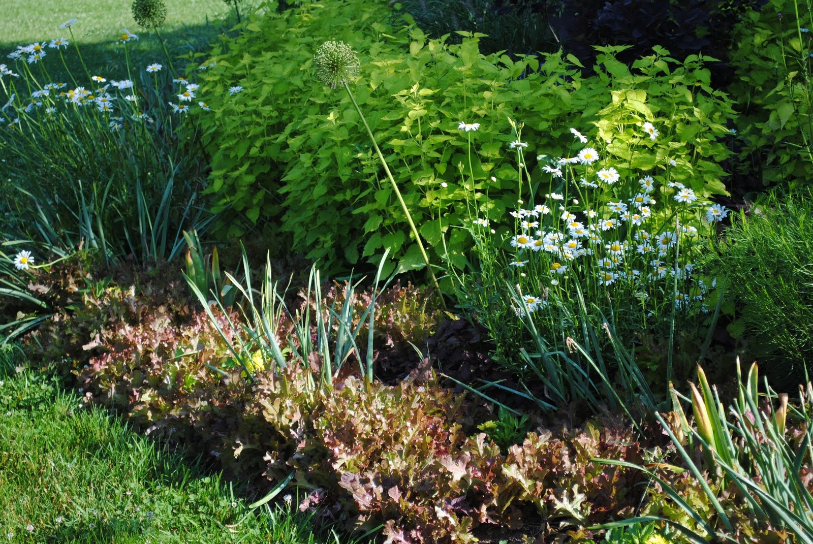 grow it eat it what s that new ground cover lettuce