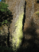 Shadow on Fungus