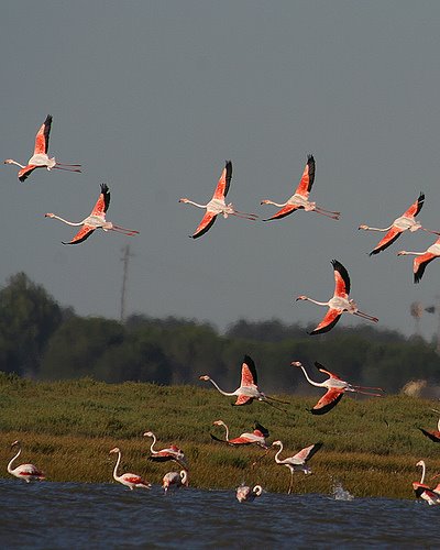 [flamingos.jpg]