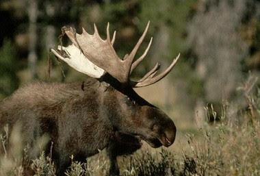 moose subspecies