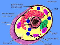 Cell Diagram Cell Diagram